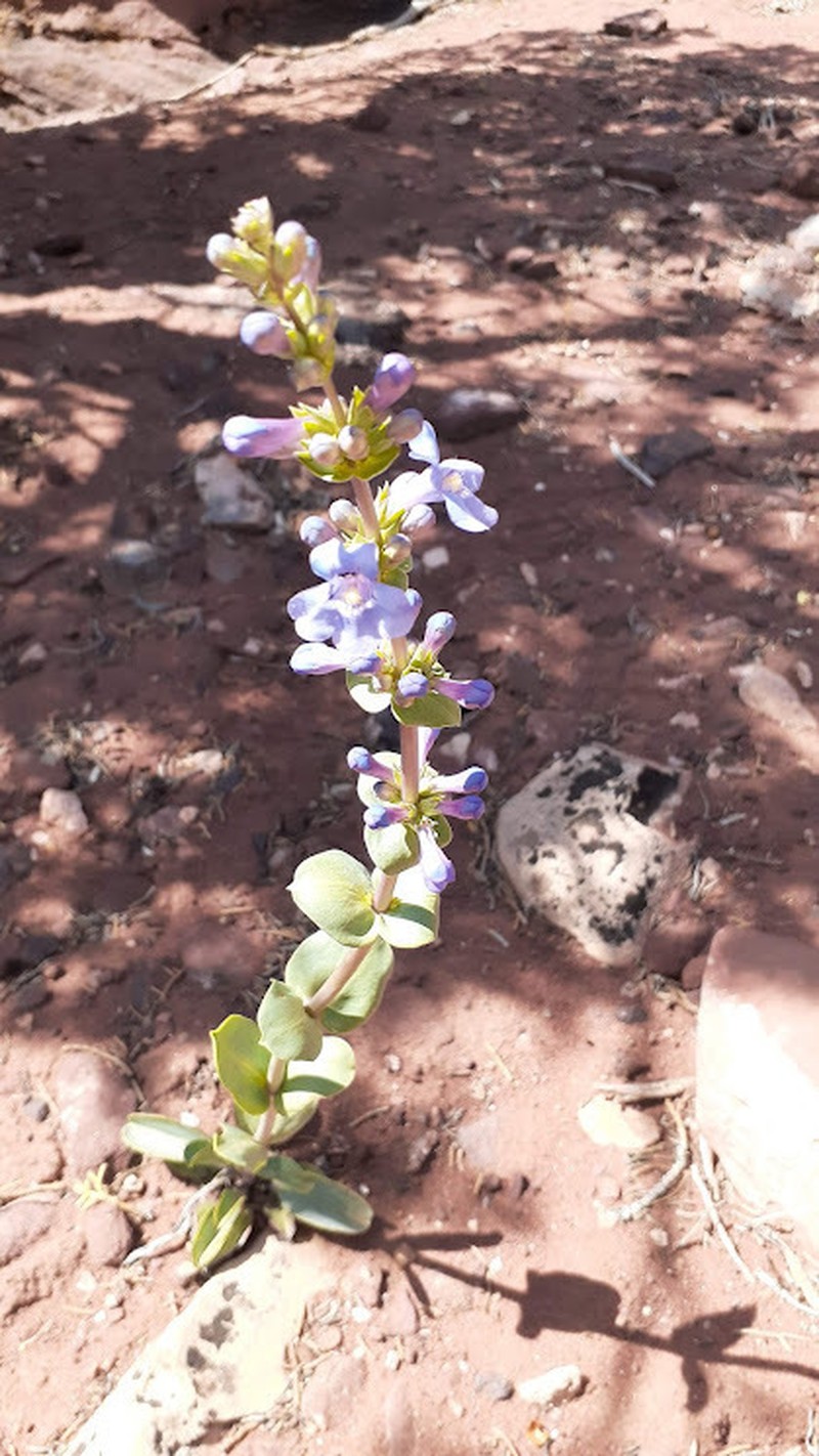 Penstemon mucronatus photo 2