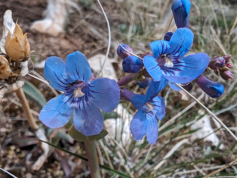 Penstemon mucronatus photo 4