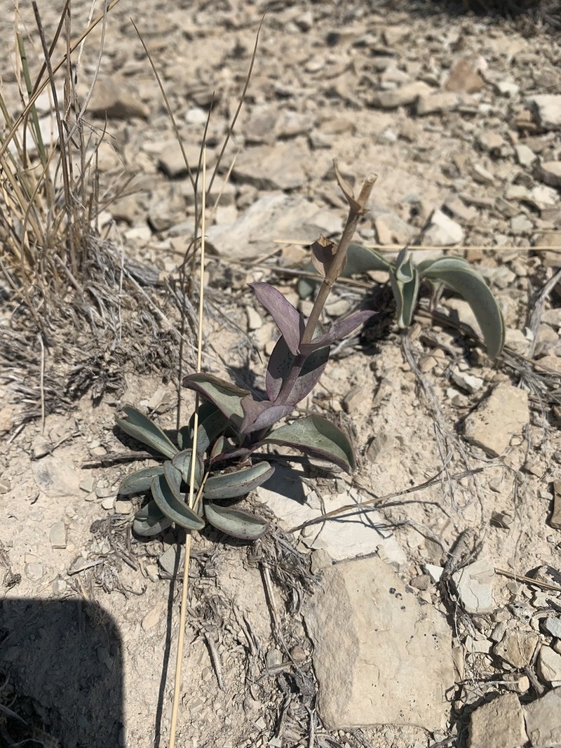 Penstemon mucronatus photo 5