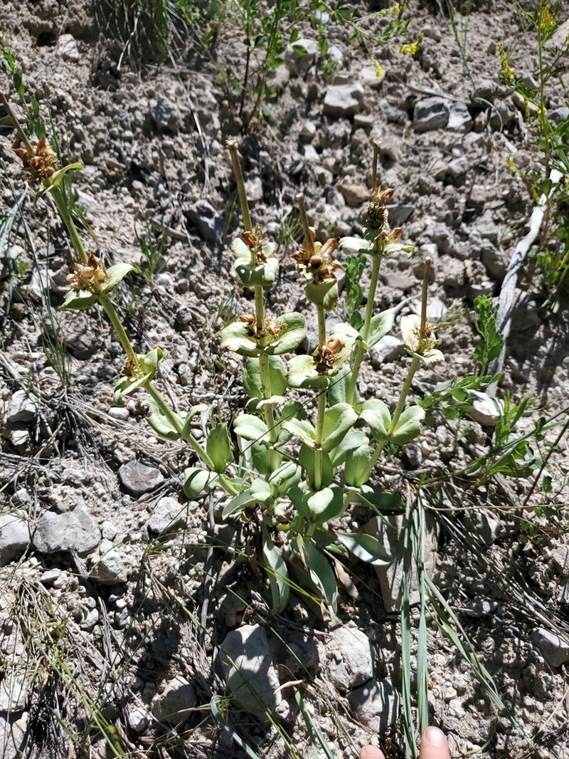 Penstemon mucronatus photo 7