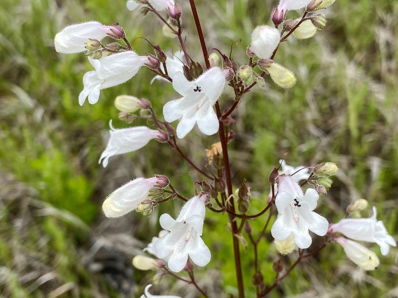 Manyflower Beardtongue