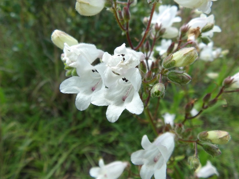 Manyflower Beardtongue photo 2