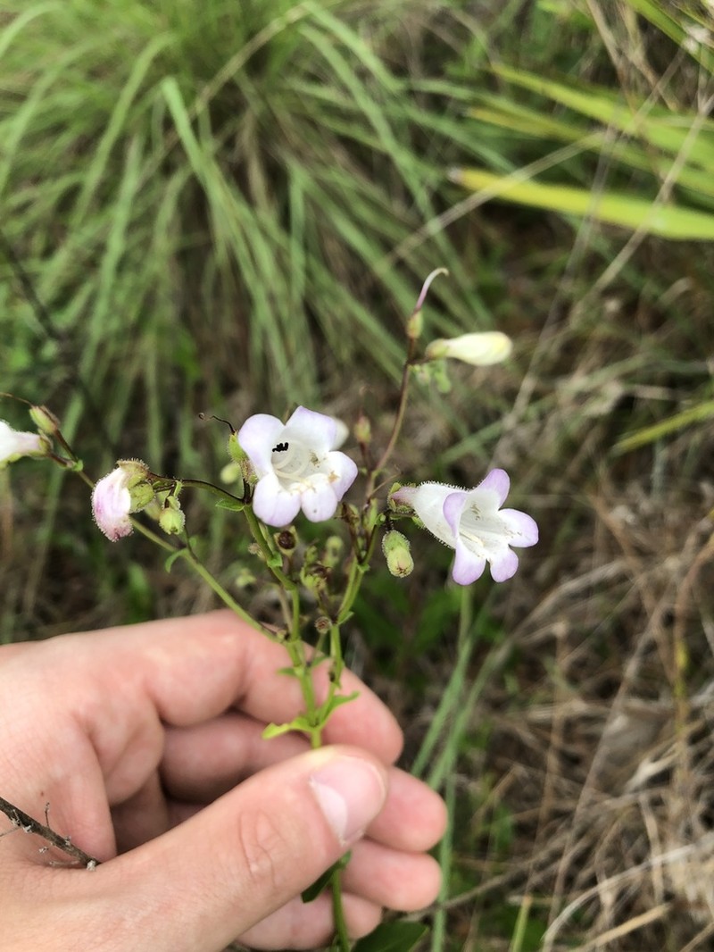 Manyflower Beardtongue photo 3