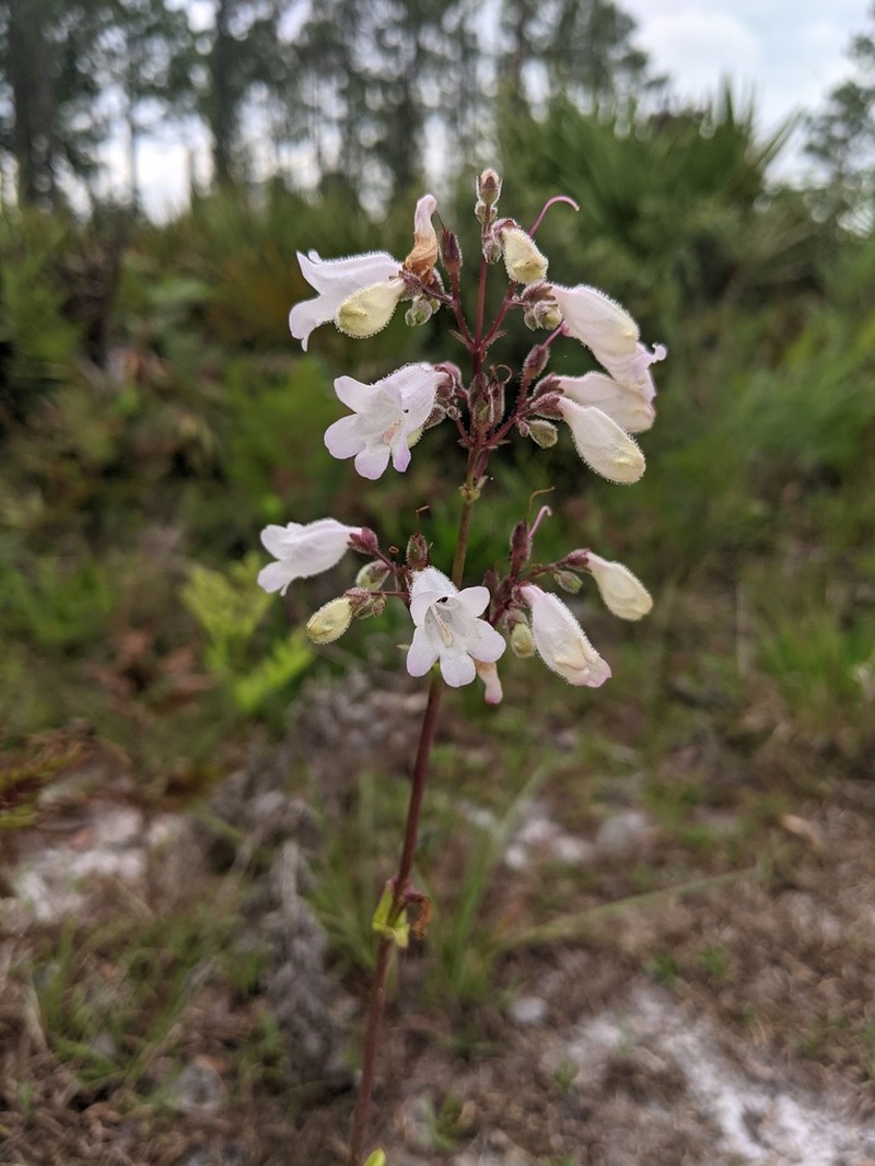 Manyflower Beardtongue photo 4