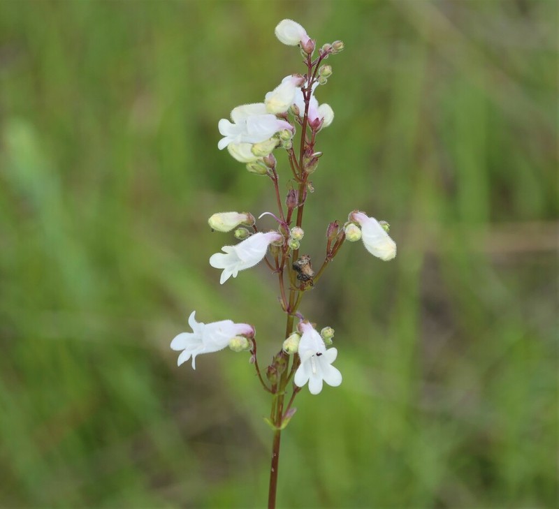 Manyflower Beardtongue photo 5