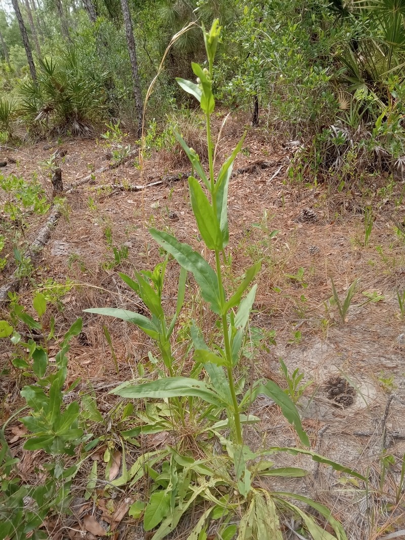Manyflower Beardtongue photo 6
