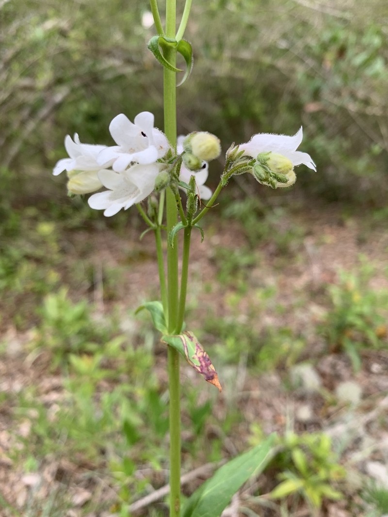 Manyflower Beardtongue photo 7
