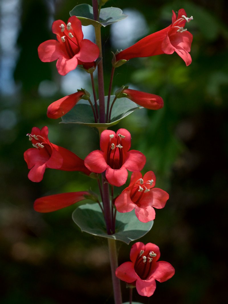 Scarlet Beardtongue
