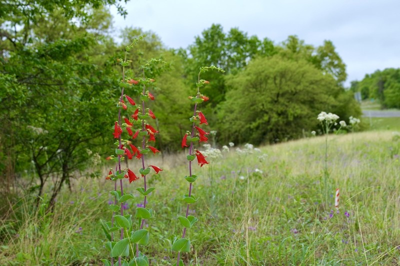 Scarlet Beardtongue photo 2