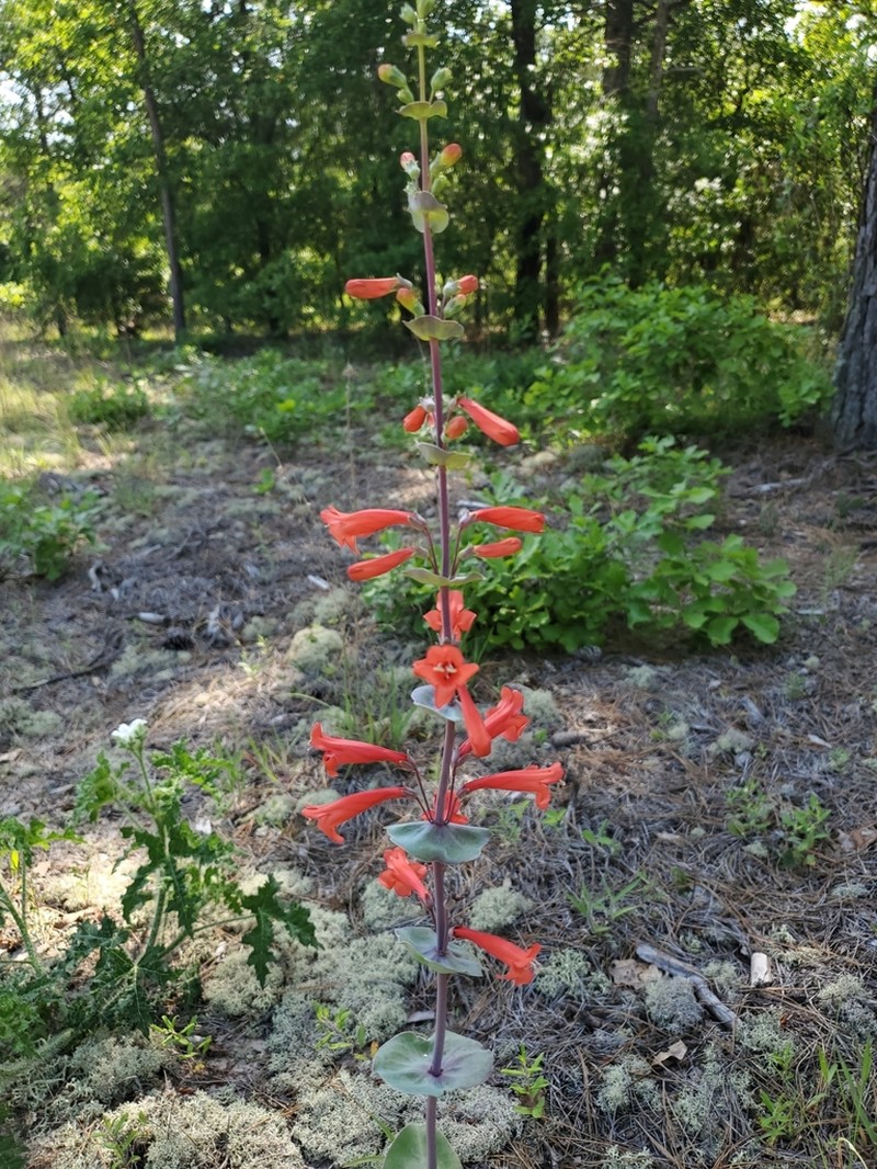 Scarlet Beardtongue photo 3
