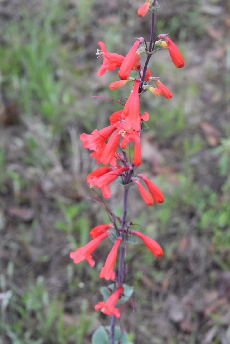 Scarlet Beardtongue photo 4