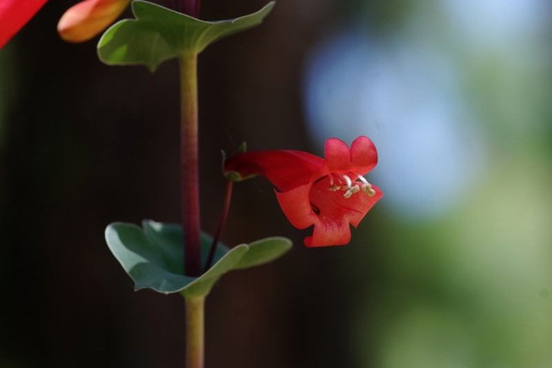 Scarlet Beardtongue photo 6