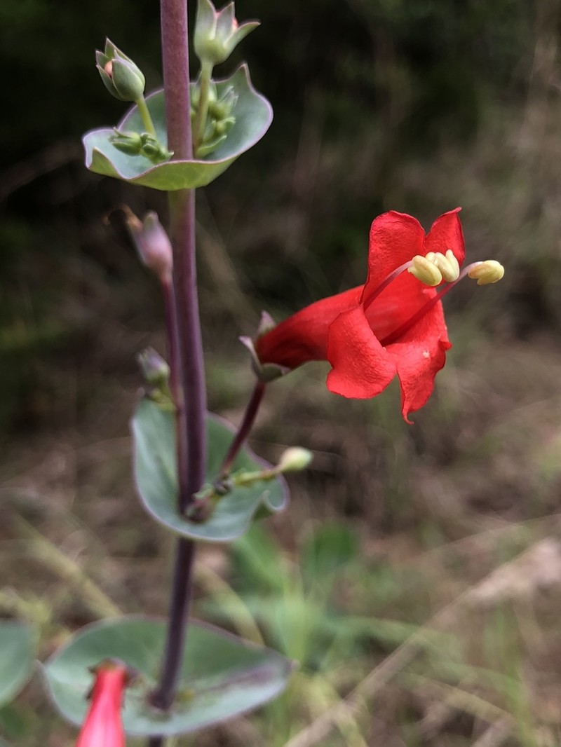 Scarlet Beardtongue photo 7