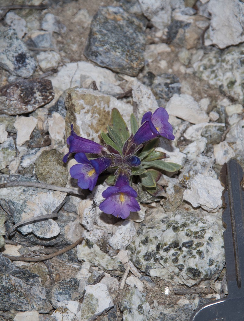 Dwarf Beardtongue