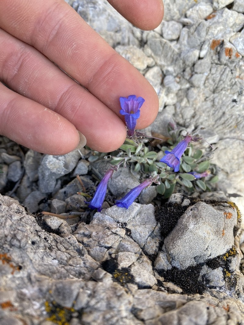 Dwarf Beardtongue photo 2