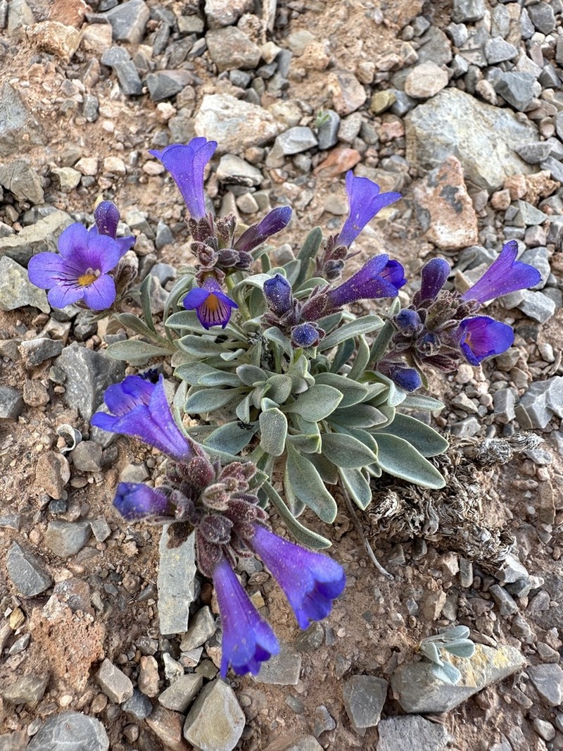 Dwarf Beardtongue photo 3
