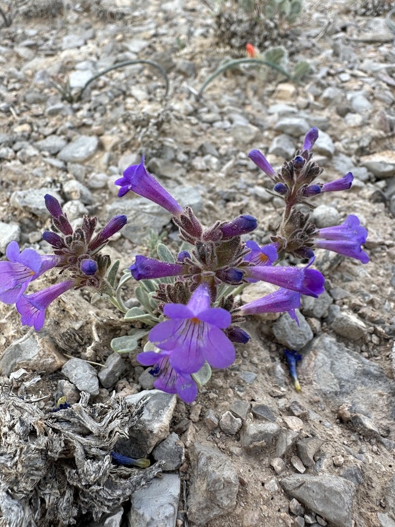 Dwarf Beardtongue photo 4