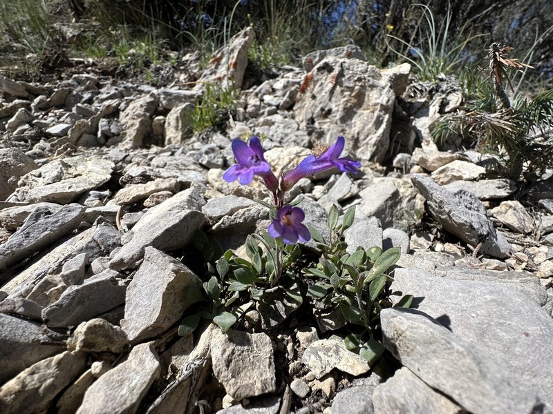Dwarf Beardtongue photo 5