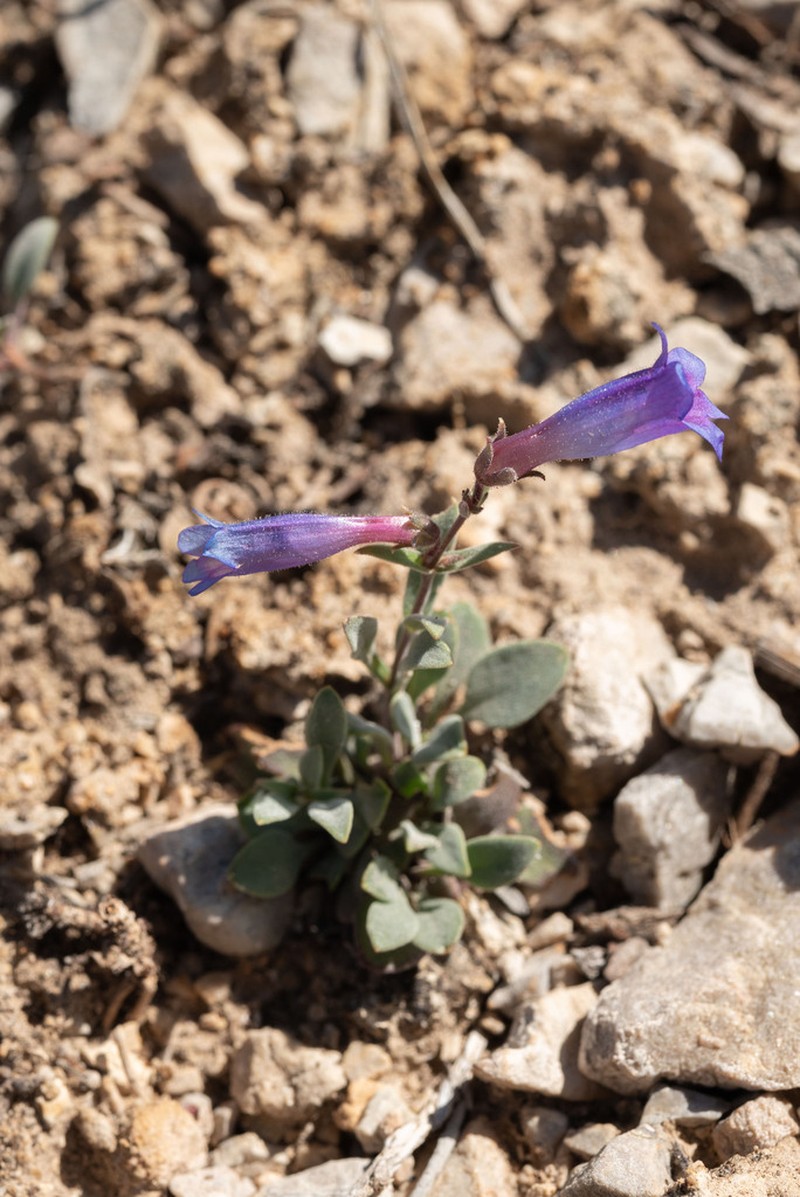 Dwarf Beardtongue photo 6