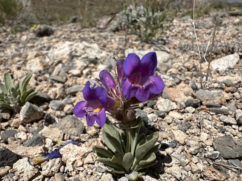 Dwarf Beardtongue photo 7