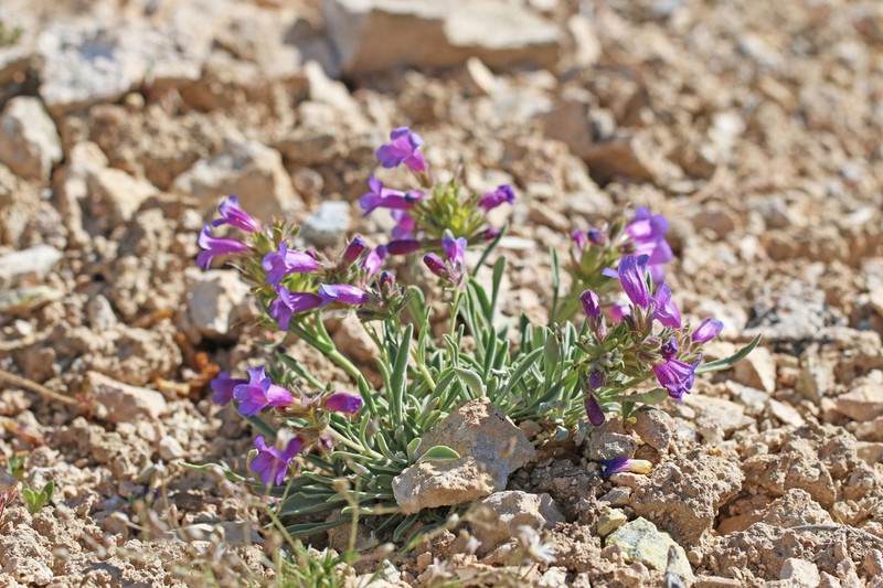 Dwarf Beardtongue photo 8