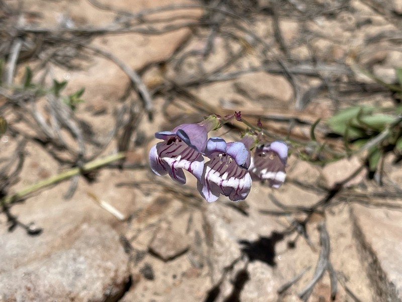 Navajo Mountain Beardtongue photo 2