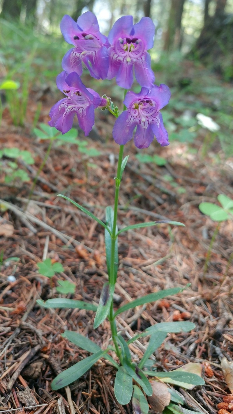 New Mexico Beardtongue photo 2