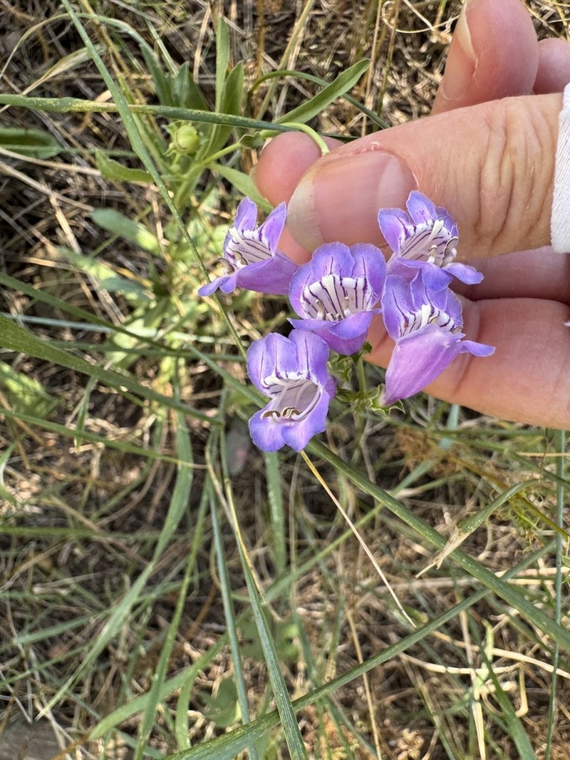 New Mexico Beardtongue photo 3