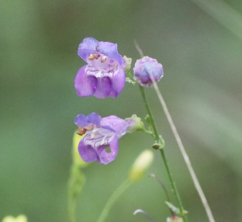 New Mexico Beardtongue photo 4