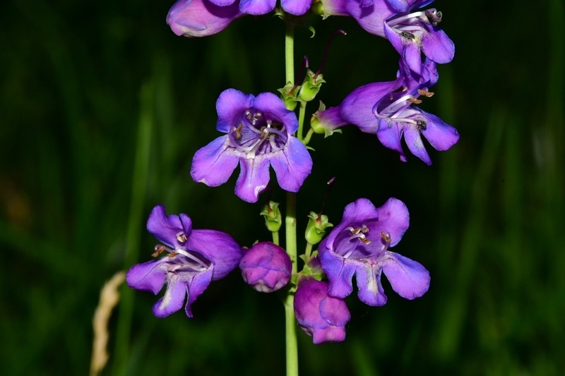 New Mexico Beardtongue photo 5