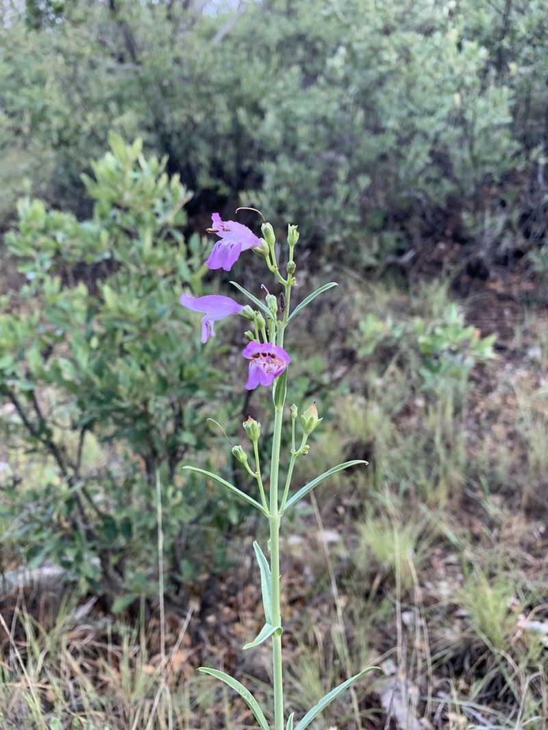 New Mexico Beardtongue photo 6