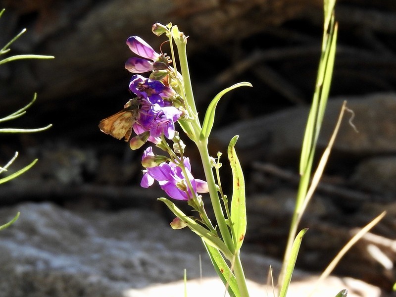 New Mexico Beardtongue photo 7