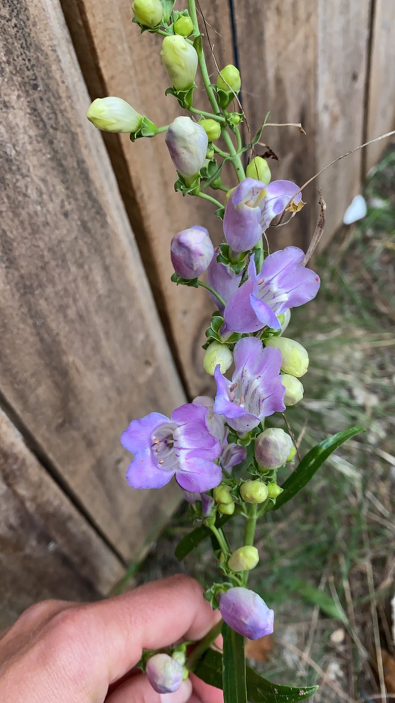 New Mexico Beardtongue photo 8
