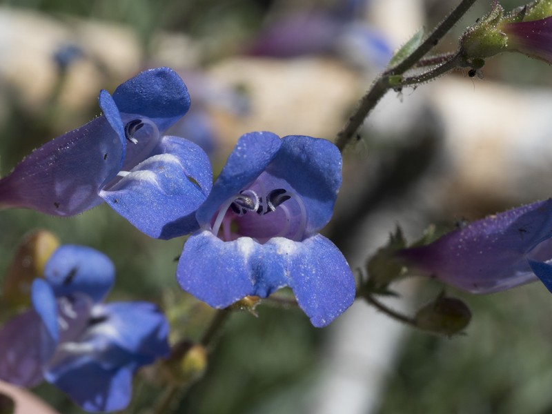 Plumas County Beardtongue