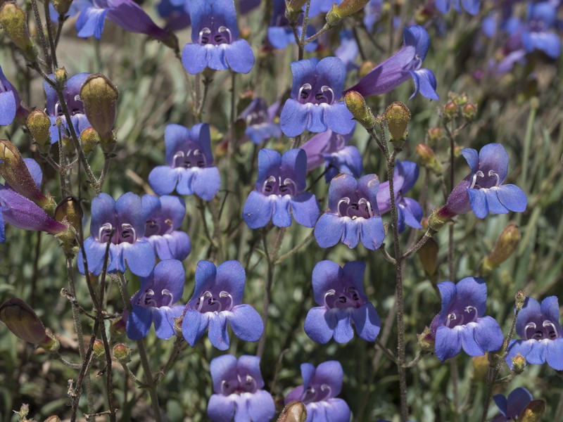 Plumas County Beardtongue photo 2