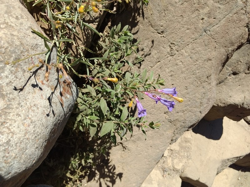 Plumas County Beardtongue photo 3