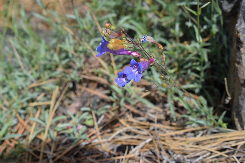 Plumas County Beardtongue photo 4
