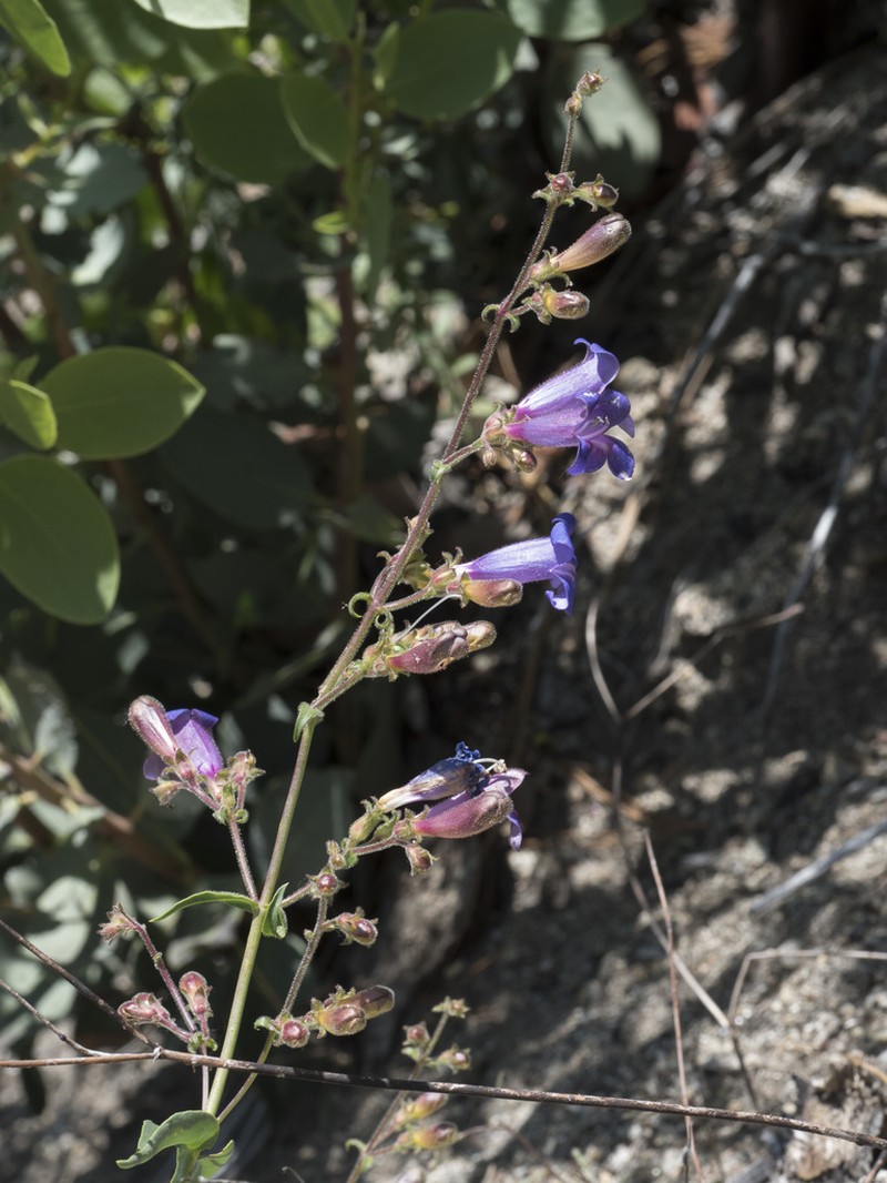 Plumas County Beardtongue photo 5