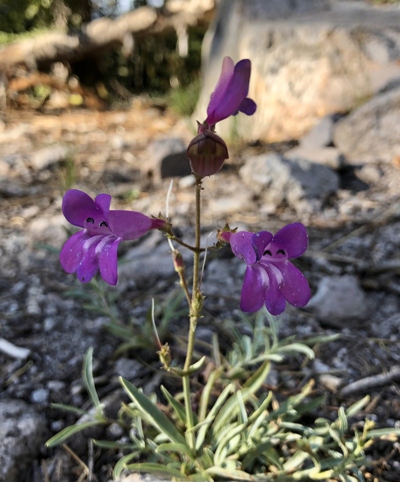 Plumas County Beardtongue photo 6