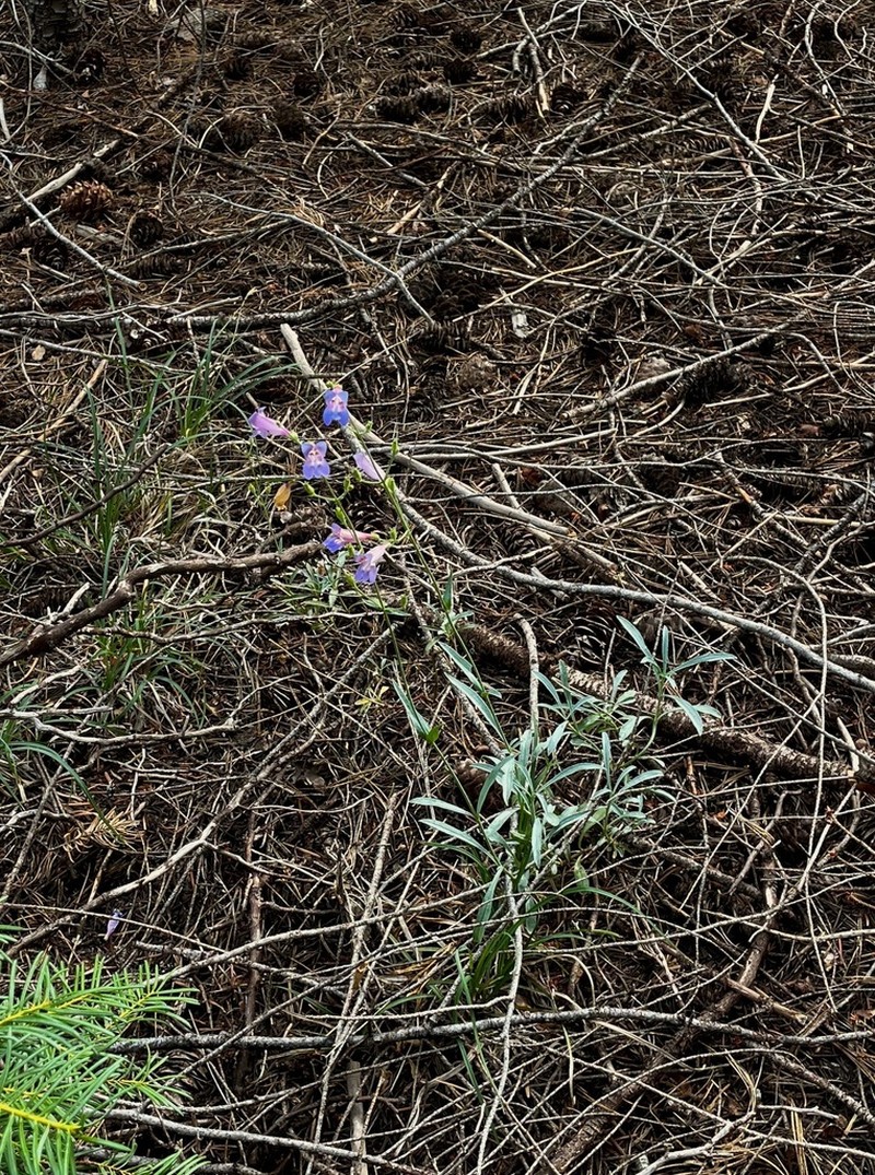 Plumas County Beardtongue photo 7