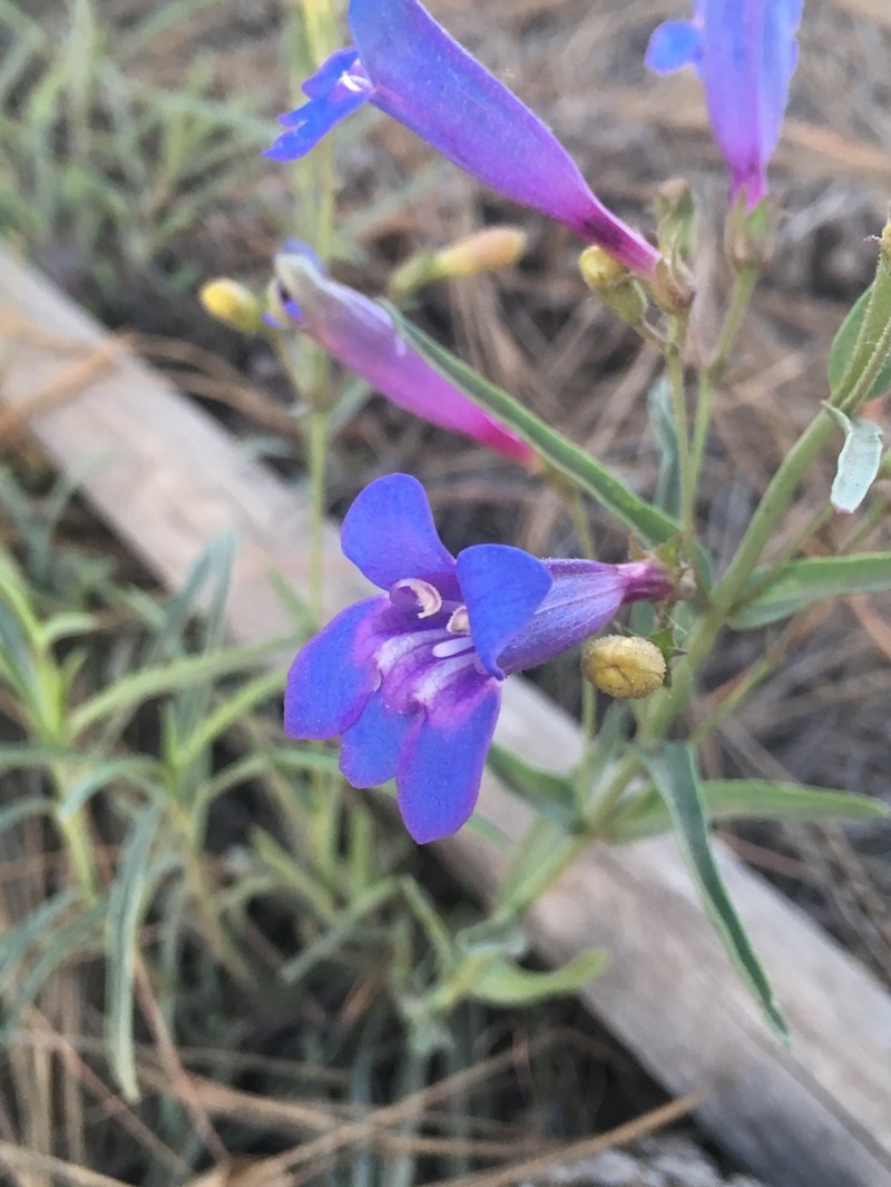 Plumas County Beardtongue photo 8