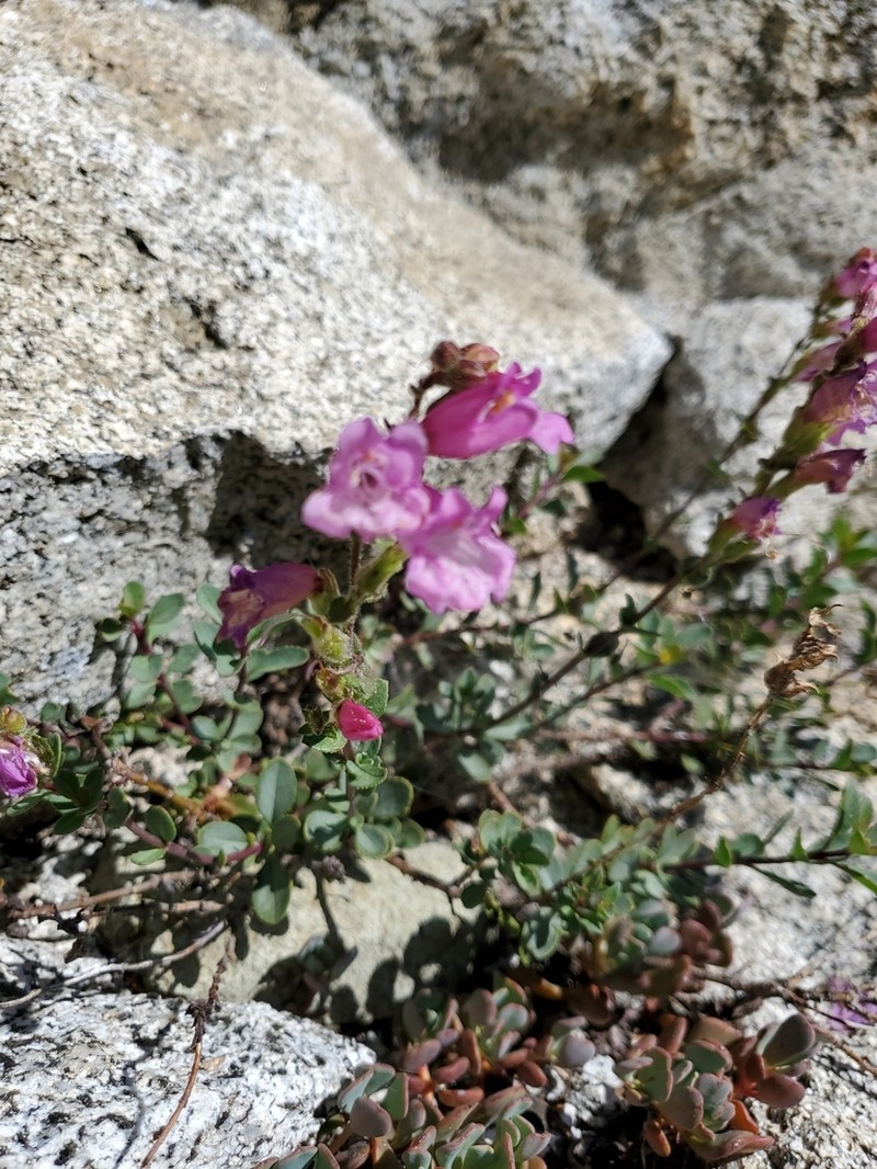 Mountain Pride photo 6