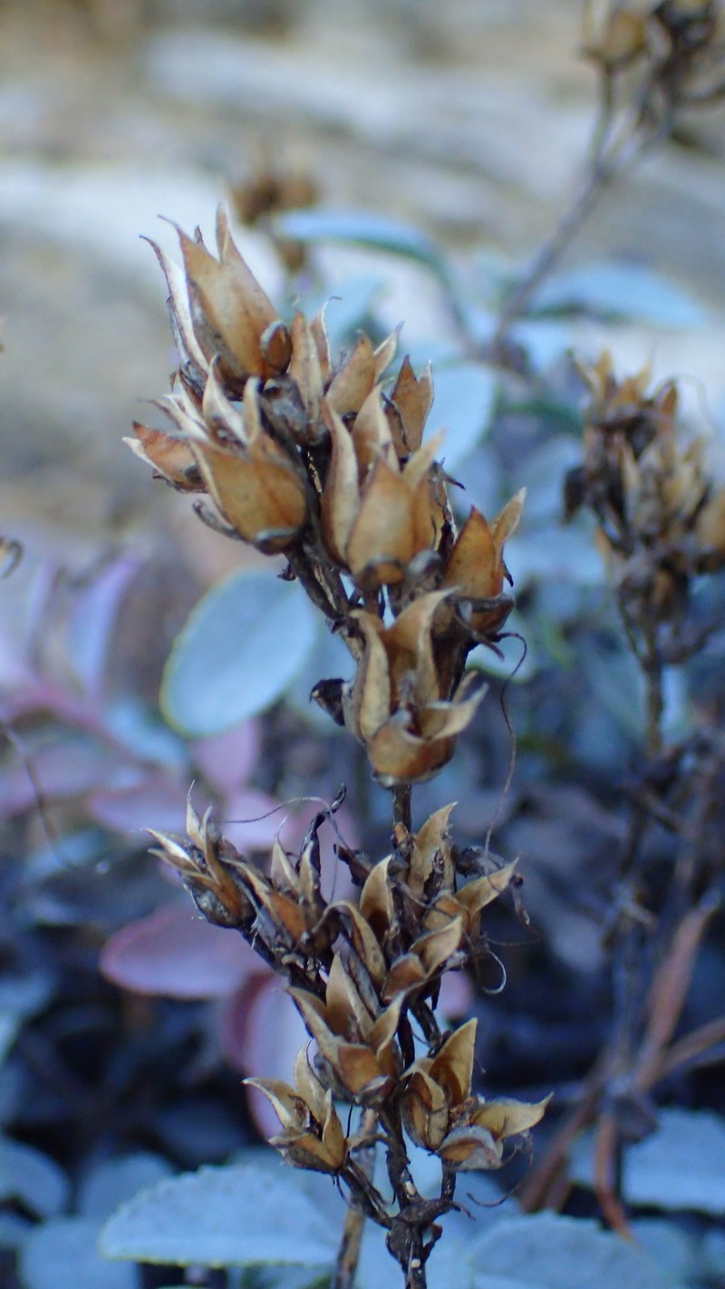 Penstemon newberryi var. sonomensis photo 2