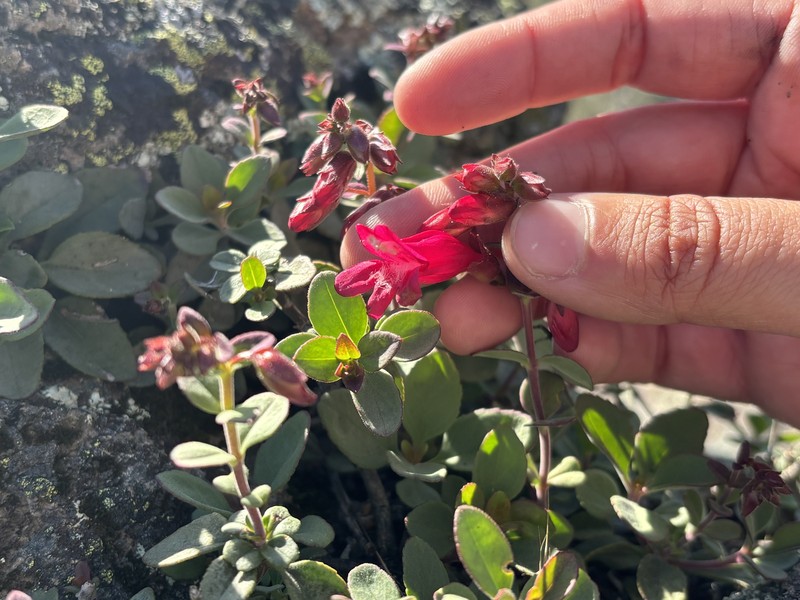 Penstemon newberryi var. sonomensis