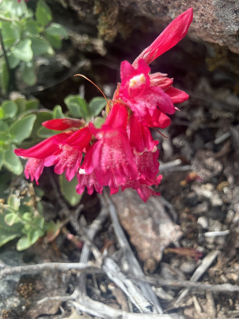 Penstemon newberryi var. sonomensis photo 3