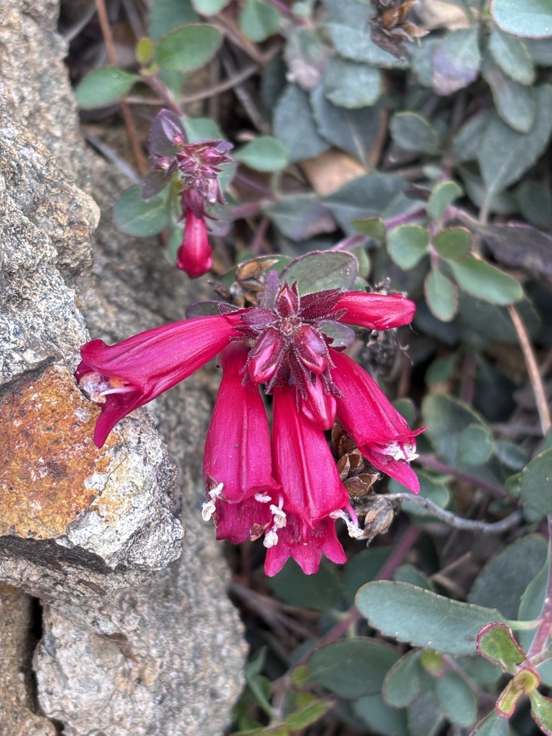 Penstemon newberryi var. sonomensis photo 4