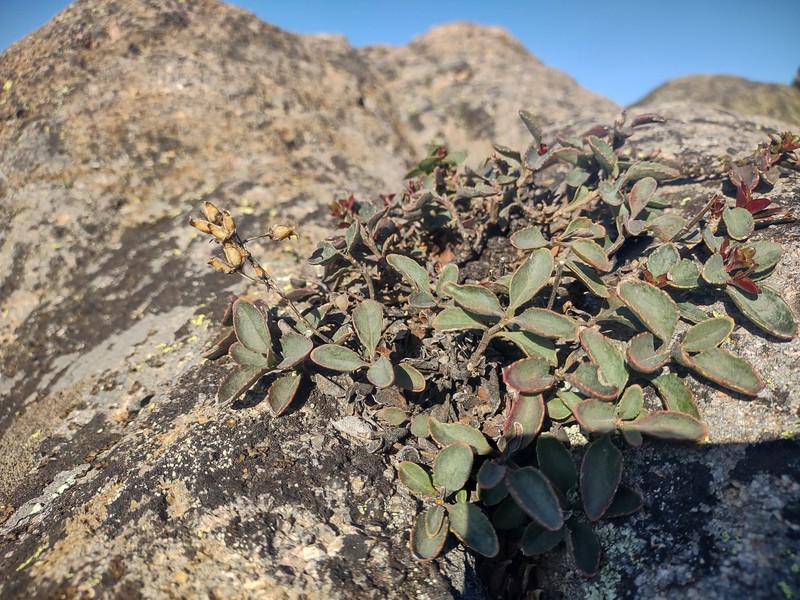 Penstemon newberryi var. sonomensis photo 5