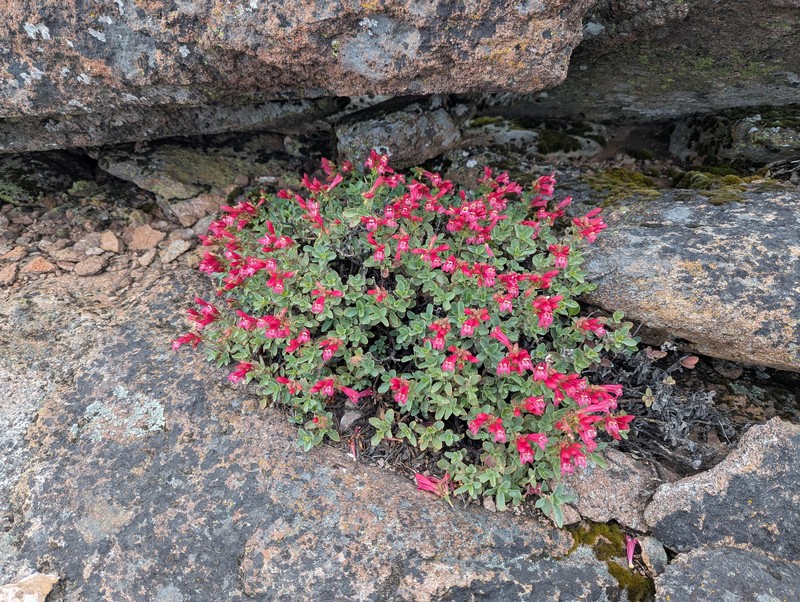 Penstemon newberryi var. sonomensis photo 6