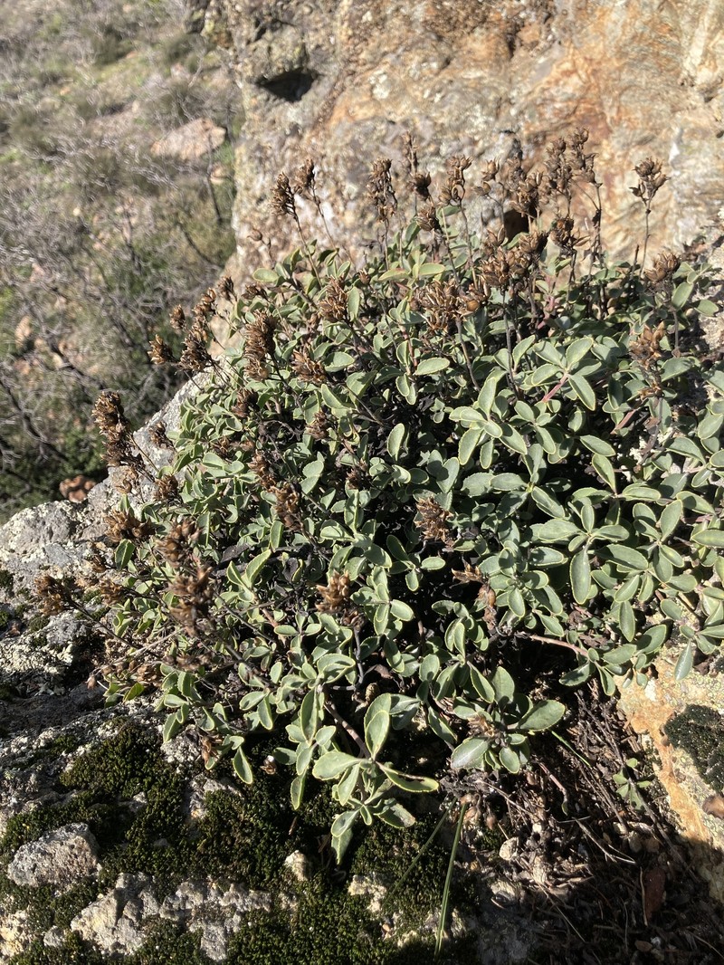 Penstemon newberryi var. sonomensis photo 7