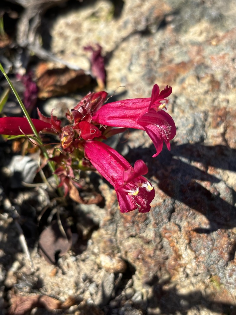 Penstemon newberryi var. sonomensis photo 8